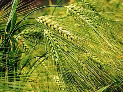 农业种植,小麦成长之路