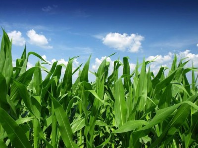 春播正当时 玉米种植忙