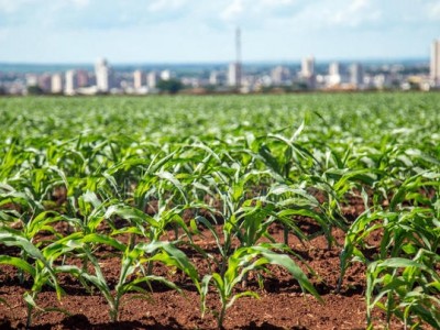 陕西汉中勉县茶店镇玉米的成长故事