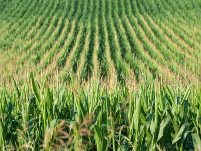 贺兰金穗链动四方,"黄河玉米村"奏响