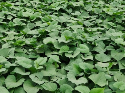 抢抓农时 特色红薯育苗忙