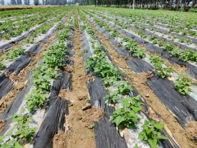 纯正丝滑红薯苗
