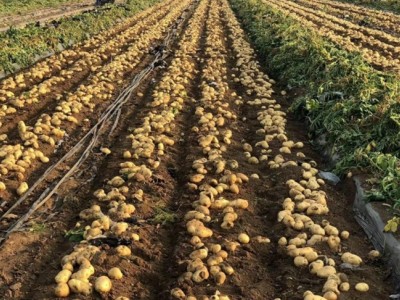 马铃薯原原种,群众增收致富路上的"