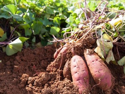 紫薯的华丽转身:从餐桌边缘到健康宠
