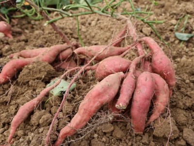 红薯在田间地头生长, 泥土滋养着它