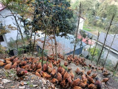 散养土鸡:山间自由,美味之选!