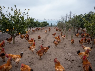 #农村散养土鸡 鸡吃的五谷杂粮肉质