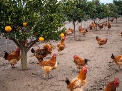 林下散养土鸡,纯粮食喂养,晒太阳.毛