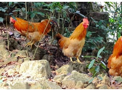 生态土鸡养殖 水果苗 生态土鸡养殖 